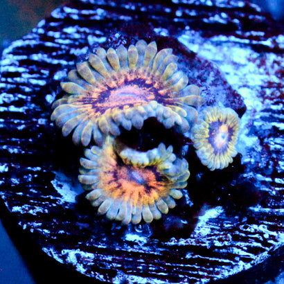 JC Oceanside Zoanthid