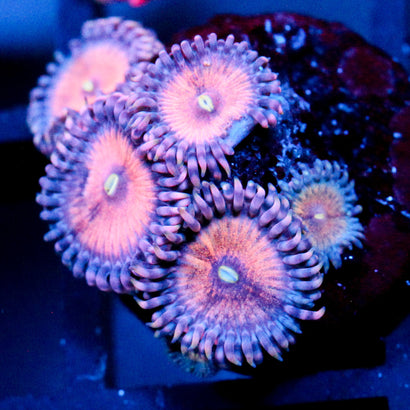 JC Amber Bliss Zoanthid