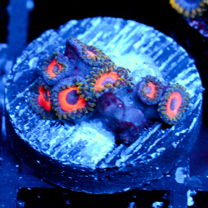 JC Red Dragon Zoanthid