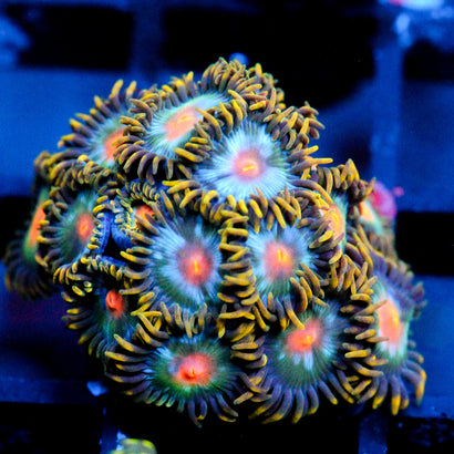 JC Saturn Zoanthid Colony