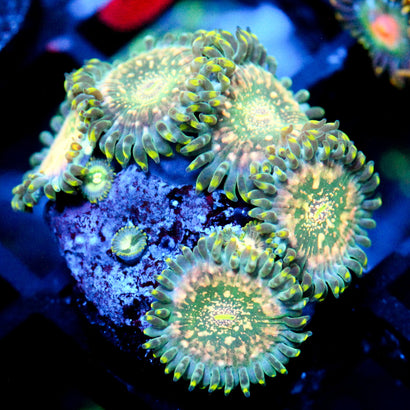 JC Hawaiian Ding Dang Mini Colony