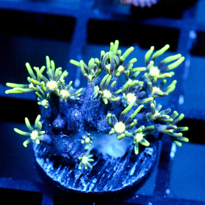 JC Star Polyp