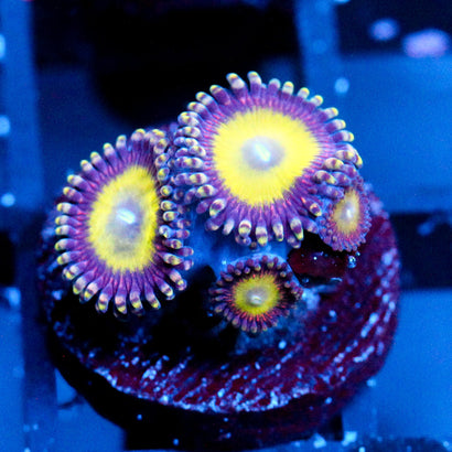 JC Hypnotoad Zoanthid
