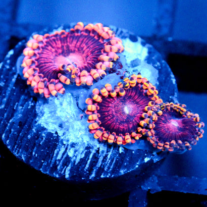 JC Purple Empress Zoanthid