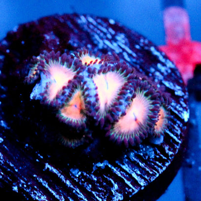 JC Peach Bellini Zoanthid