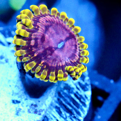 JC Purple Monster Zoanthid