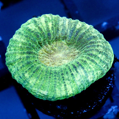JC Neon Green Favia