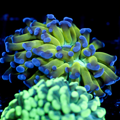 JC Weeping Willow FAT Head