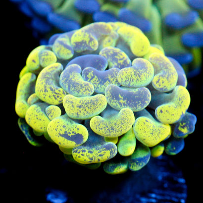 JC Yellow Splatter Hammer