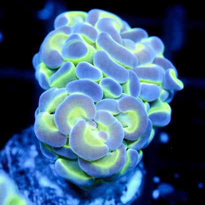 JC Bubble Bath Hammer