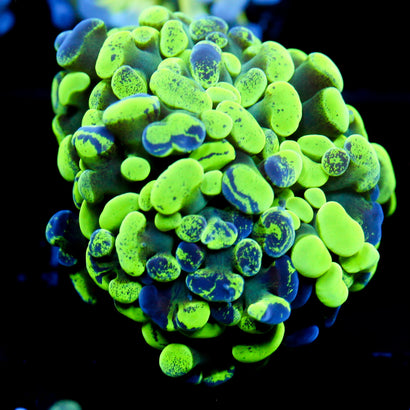 JC Ultra Bicolor Spaltter Hammer