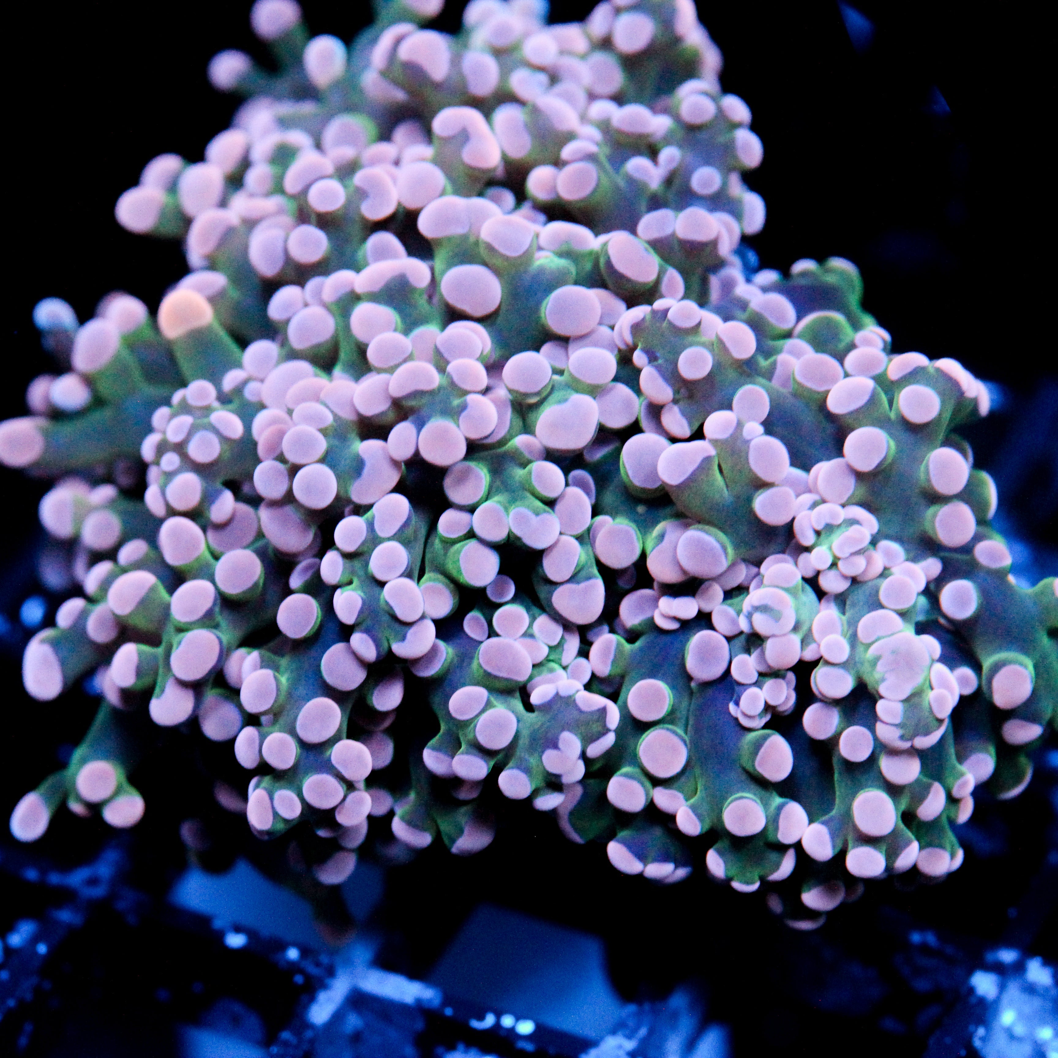 JC Pink Tip Octospawn FAT