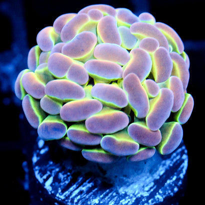 JC Ultra Hologram Hammer