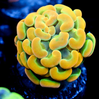 JC Rainbow Gold Hammer