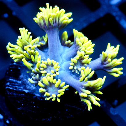 Alien Abduction Goni