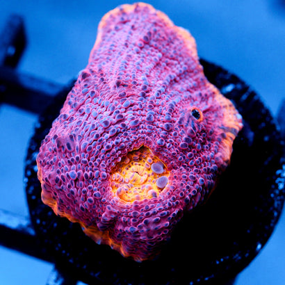 JC Grape Inferno Rainbow Chalice
