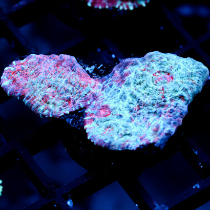 JC Waprdrive Chalice