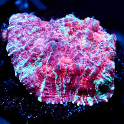 JC Unholy Trinity Chalice