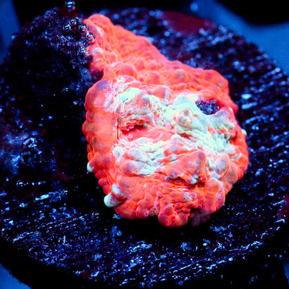 Cheeto Finger Chalice