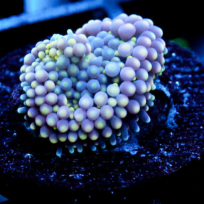JC Lemonade Party Ricordea Mushroom