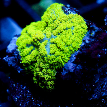 JC Neon Green Rhodactis