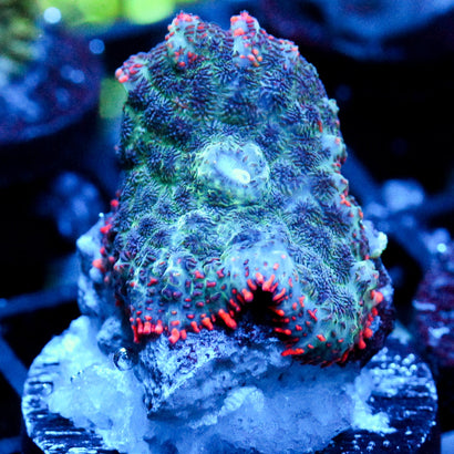 JC Yeti Flesh Mushroom