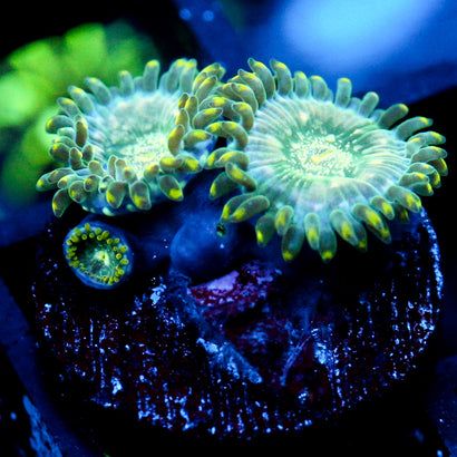 JC Hawaiian Ding Dang Zoanthid