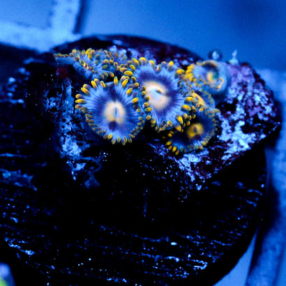 JC Chilly Day Zoanthid