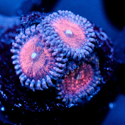 JC Amber Bliss Zoanthid