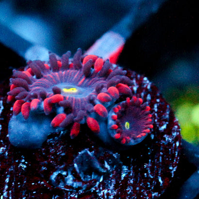 JC Purple People Eater Zoanthid
