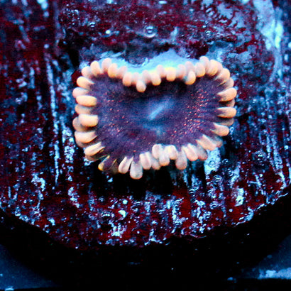 JC Mesosphere Zoanthid