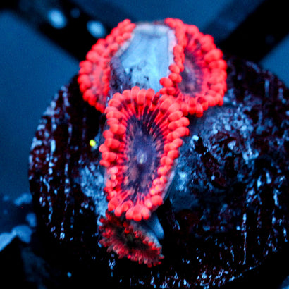 JC Utter Typhloshion Zoanthid