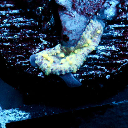 JC Baby Neptune Bounce Mushroom