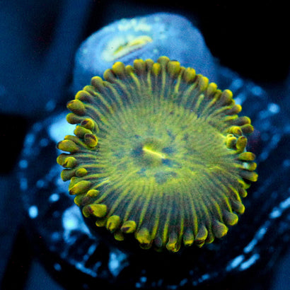 JC Lady Liberty Zoanthid