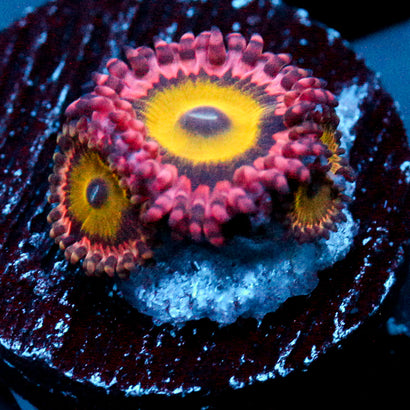 JC Ultra Flower Fall Zoanthid