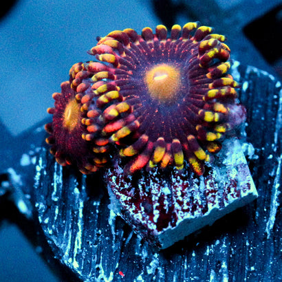 Bozos Birthday Zoanthid