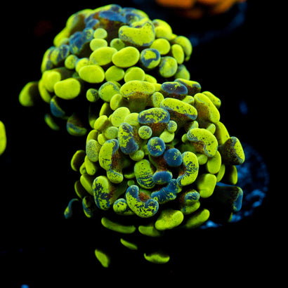 JC Ultra Splatter Hammer 2 Heads