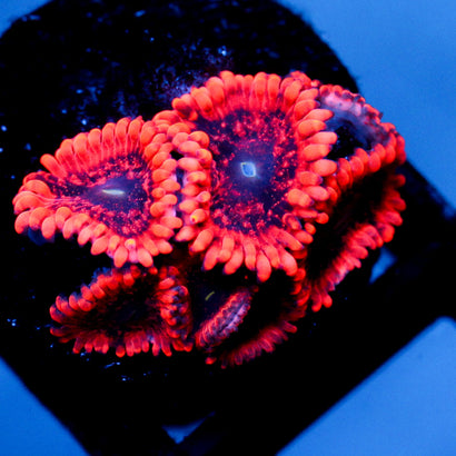 JC Utter Typhlosion Zoanthid