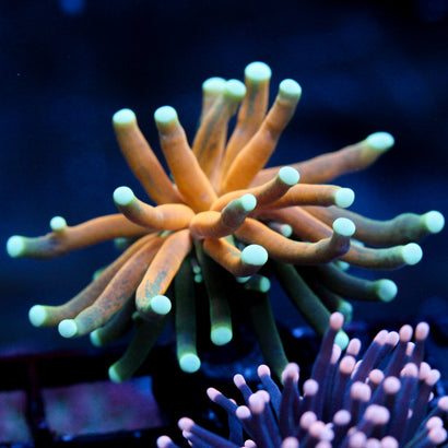 JC Sinister Teal Tiger Torch