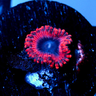 JC Typhlosion Zoanthid