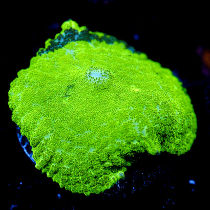 JC Ultra Krpytonite Mushroom