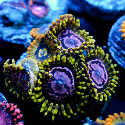 JC Purple Monster + Rainbow Yoda Zoanthid