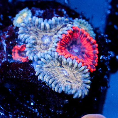 JC Utter Typhlosion Zoanthid + Randos