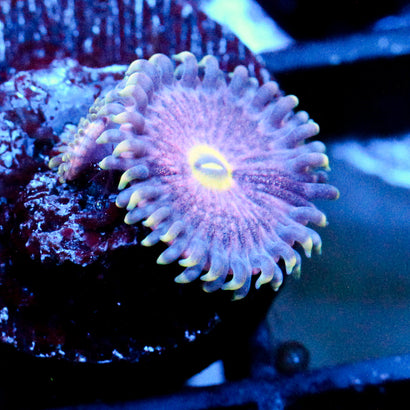 JC Pink Lemonade Zoanthid