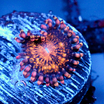 JC Speckled Kraze Zoanthid