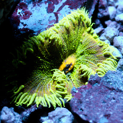 JC Ultra Rock Flower Anemone