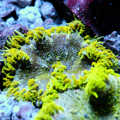 JC Ultra Rock Flower Anemone