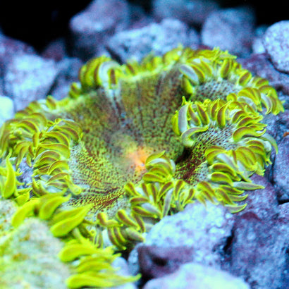 JC Ultra Rock Flower Anemone