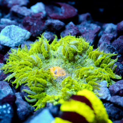 JC Ultra Rock Flower Anemone