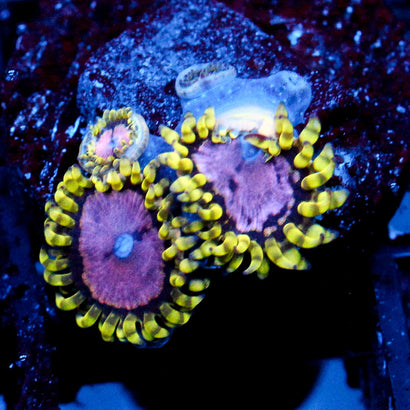 Purple Monster Zoanthid